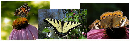 Butterfly Garden