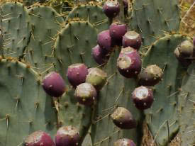 Cactus fruit
