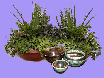 Herb plants and potter