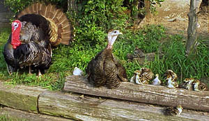 Turkey family