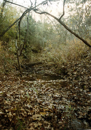 Dense vegetation