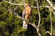 Red Shouldered Hawk